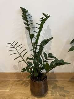 観葉植物