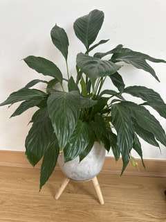 観葉植物