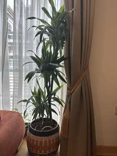 観葉植物 他の植物とのまとめ売りも可能