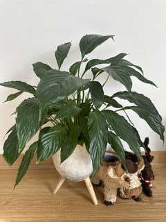 観葉植物 ハーブ などなど