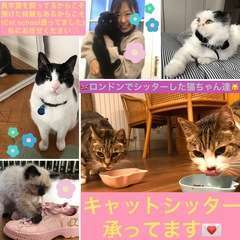 キャットシッターしています